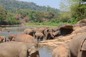 elephants Orphanage Sri Lanka 