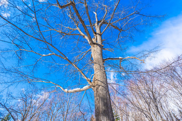 Beautiful landscape with tree in snow winter season