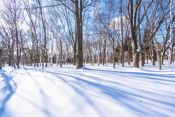 Obraz premium Beautiful landscape with tree in snow winter season