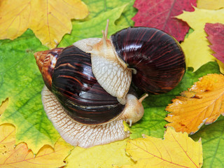 Pair of Giant african Achatina snails on multicolored autumn foliage.
