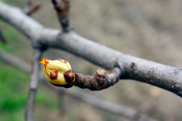 Plum tree twig with first spring bud.