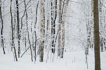 Winter landscape with a park