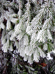 branches of a tree covered with snow