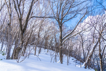 Fototapeta na wymiar Beautiful landscape with tree and branch in snow winter season