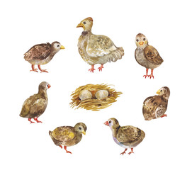 Chicken with chicks and nest. Watercolor illustration of poultry isolated on white