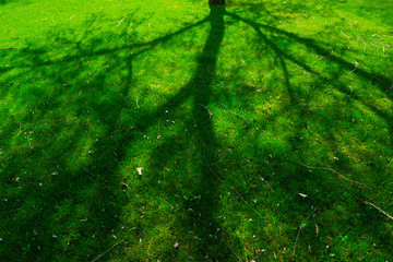 shadow of the tree silhouette on grass, springtime park background