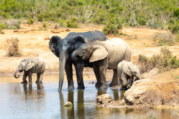 elephants at water hole