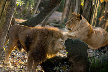 Couple of Lions