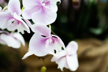 Fototapeta na wymiar Beautiful colorful exotic orchid flowers