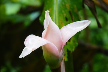 Charming blooming exotic tropical flowers on a nature background
