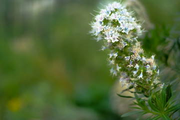 Beautiful colorful exotic orchid flowers