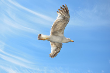 Seagull fly over Lim fjord, Croatia