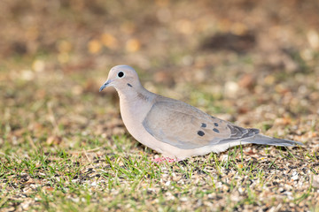 Mourning Dove foraging on ground for seeds.