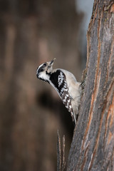 Female Downy Woodpecker on tree.