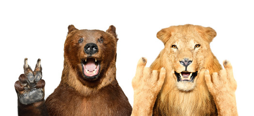 Funny bear and lion showing gestures, isolated on white background