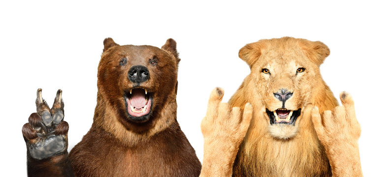 Funny Bear And Lion Showing Gestures, Isolated On White Background