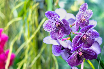 Beautiful colorful exotic orchid flowers