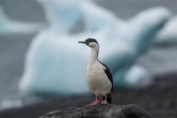 Imperial Cormorant, breeding colony, Paulet Island, Antarica