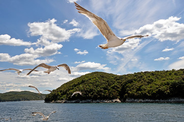 Fototapeta na wymiar Magnificent Lim bay, Croatia