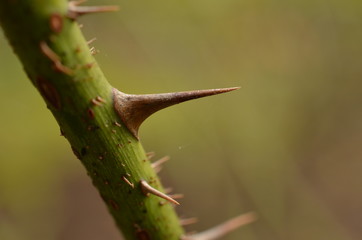 植物の棘