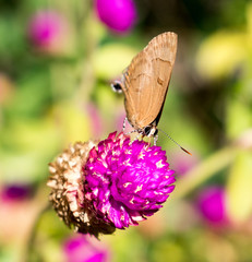 Schmetterling