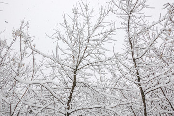 Snow on the tree branches. Winter View of trees covered with snow. The severity of the branches under the snow. Snowfall in nature.