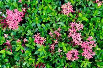 Top view of spike flower pink color on the tree for background and texture.