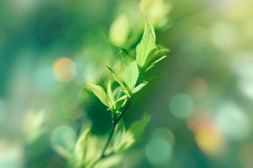 Spring leaf on branch, young spring leaves