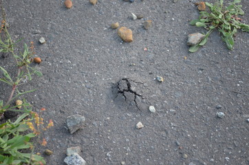 植物がアスファルトを突き破る直前