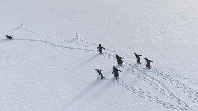 Antarctic Gentoo Penguin Snow Walk Aerial View. Polar Wildlife Bird Group Leave Trace on Antarctica Frozen Land Surface. Top Down Drone Epic Arctic Overview Footage Shot Full HD1080p. 1920x1080