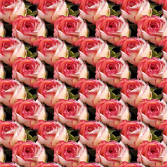 Seamless texture - Pink roses in a bouquet as a declaration of love