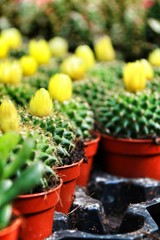 Colorful Pots of graft cactus texture
