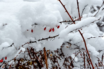 Berries in the snow