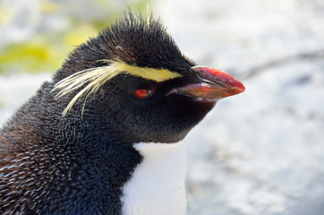 Naklejka premium 気にくわないペンギン