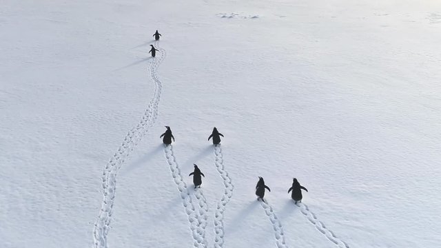 Cute Gentoo Penguin Group Travel Arctic Snow Land. Polar Bird Flock Leave Trace on Ice Covered Continent. Drone Top Down Antarctic Scenery Aerial Overview Footage Shot Full HD1080p. 1920x1080