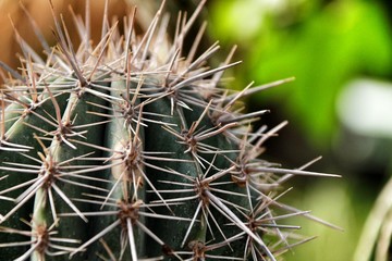 Echinocereus Coccineus Engelm cactus plant