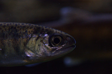 暗がりを泳ぐ魚