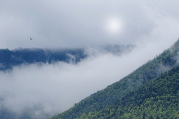 Green mountains top in foggy clouds with eagle and faint sun