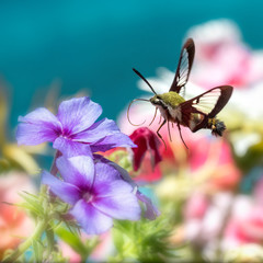Hummingbird clearwing moth hovering around flowers