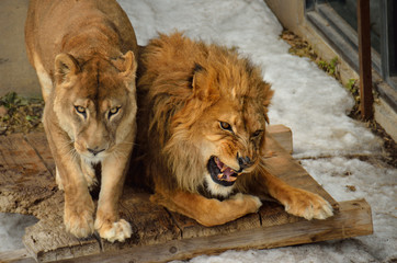 ライオン、怒りの表情