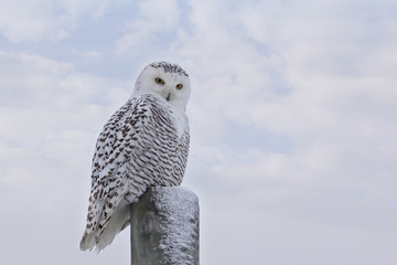Closeup of staring Snowy Owl on post against white clouds in blue sky
