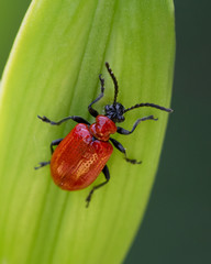 Red lily beetle walking on flower bud