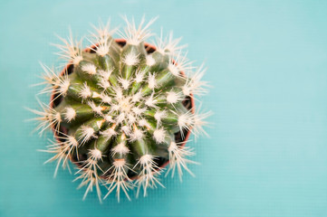The spiny beautiful big cactus on a green background. Top view