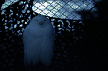 闇に紛れるフクロウ