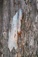 Texture di corteccia di eucalipto