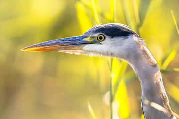 Grey heron close up of head in reed