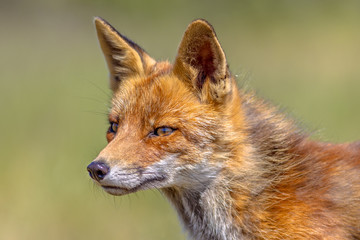 Fototapeta na wymiar Red Fox portrait side