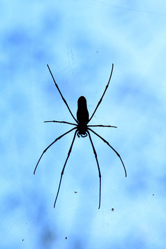 Spinne