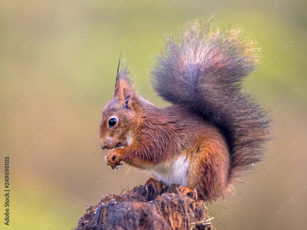 Wall mural red squirrel eating nuts from forelegs