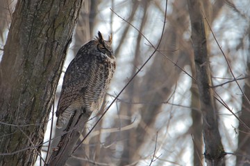 Great Horned Owl perched on tree in forest